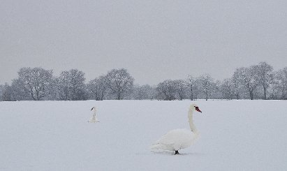 Christian_Behrens_1-Grafschaft