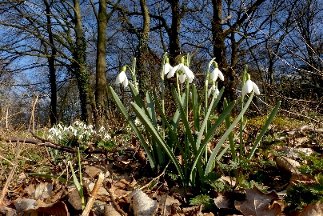 CB-2_Frühling