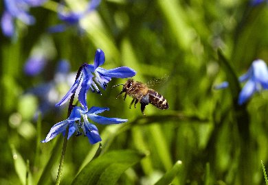 CB-2_Frühling