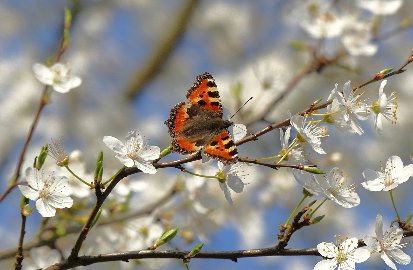 CB-2_Frühling