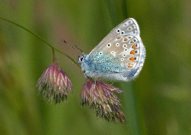 CB-2_Frühling