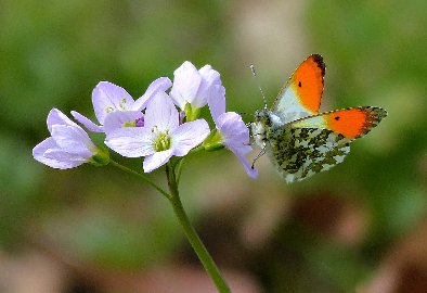 CB-2_Frühling