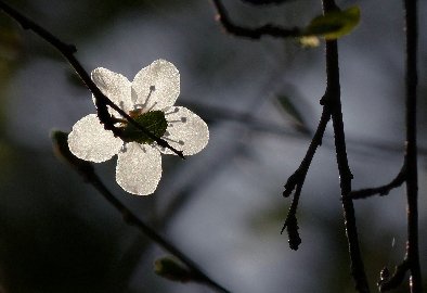 CB-2_Frühling