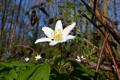 CB-2_Frühling