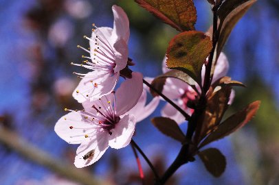 CB-2_Frühling