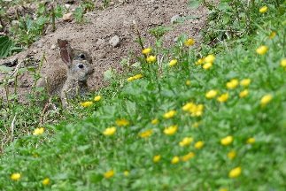 CB-2_Frühling