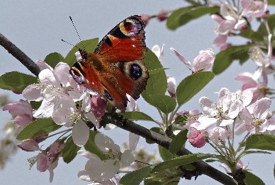 CB-2_Frühling