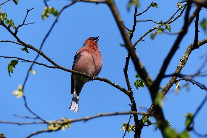 CB-2_Frühling